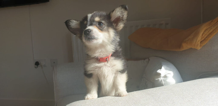 Kc reg Corgi fully vaccinated ready now