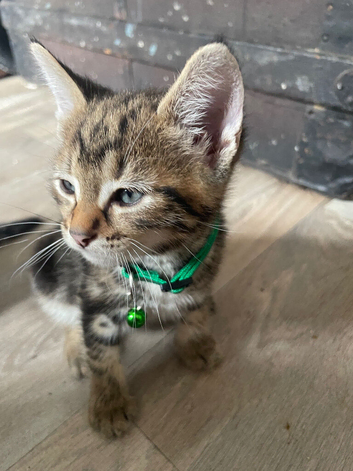 Bengal kittens and British Short hair x Bengal kittens