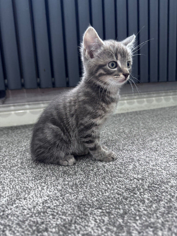 Male kitten mixed breed