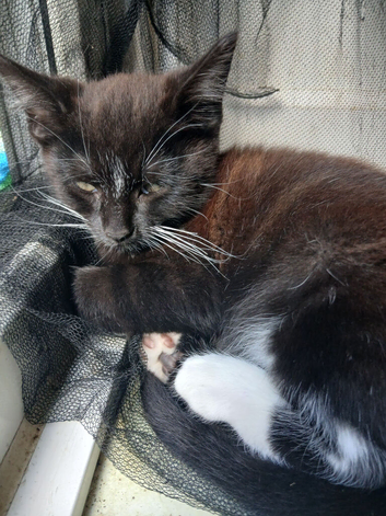 Boys looking for Loving Home