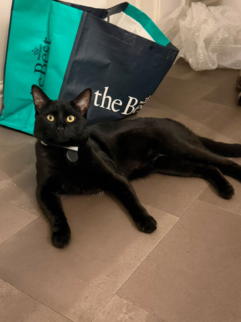 Black Male Cat 9 Months Old