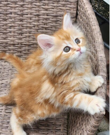 Maine Coon ginger!! Absolutely gorgeous!