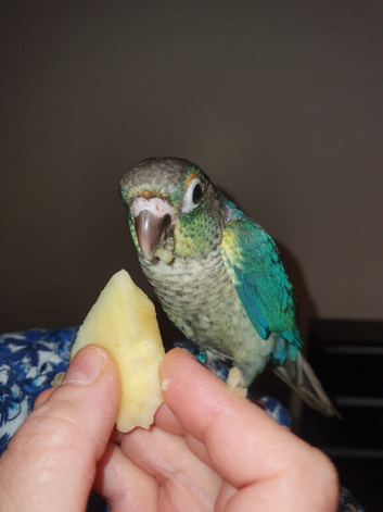 Young Tame Male Turqoise Yellow Bellied Green Cheek Conure