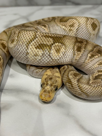 2024 Male Pastel Mojave GHI Clown