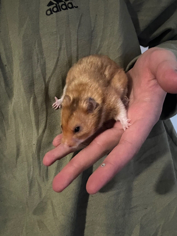 Hamster bundle