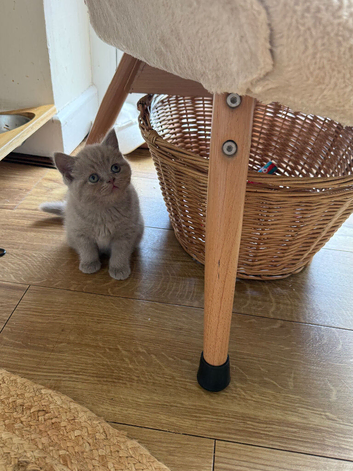 Beautiful British shorthair kittens -Ready now