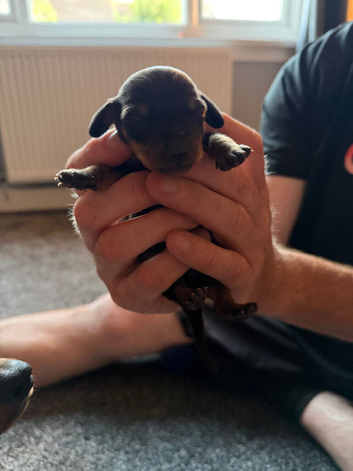 Mini dachshund short haired
