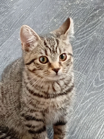 tiger kittens