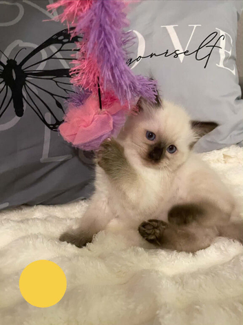 Ragdoll kittens