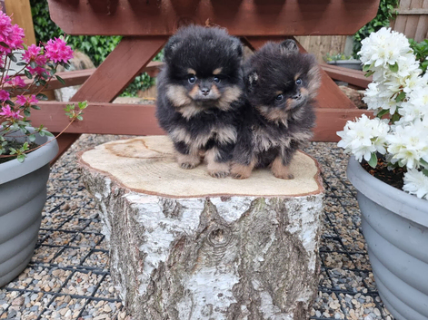Pomeranian