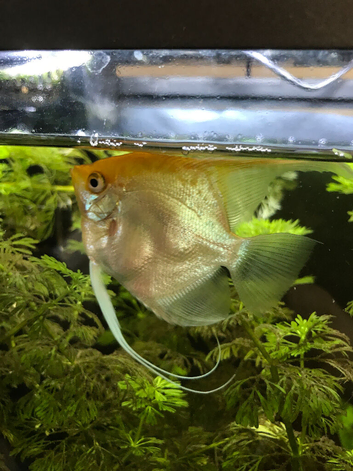 Angel fish