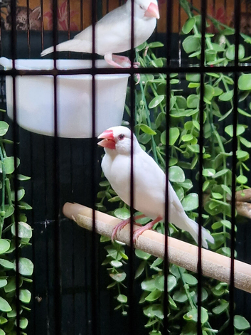 Java sparrows
