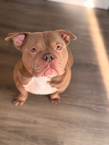 Pocket  bully