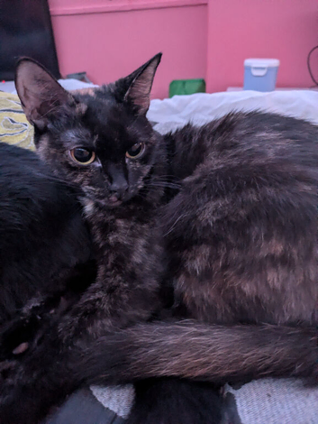 Tortoise shell kitten