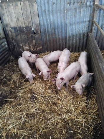 Weaners for sale