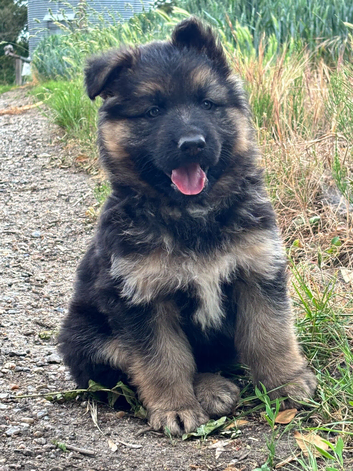 German shepherd puppies