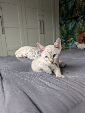 Bengal cross Siamese (BENAMESE)
