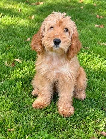 Cockapoo puppies