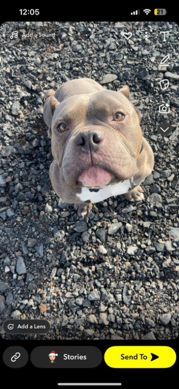 Blue pocket bully