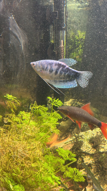 Tropical fish. And tank for sale