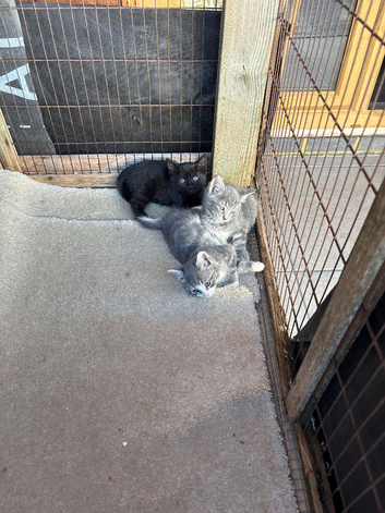 Russian blue x Bengal