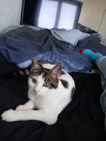Kitten for sale