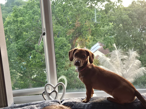 8 month Daschund cross for sale