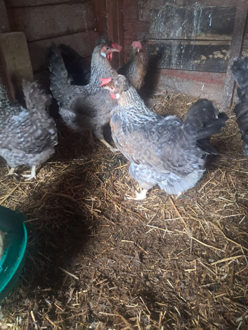 Cream legbar, breeding group...