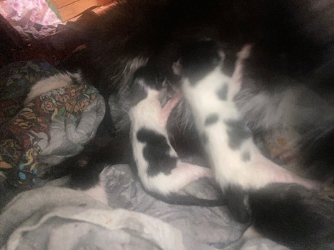 Kittens 3 and half months old