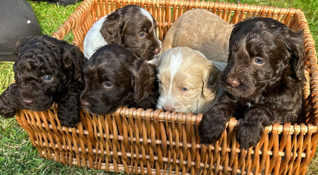 Double Doodles - Sproodle x Cockapoo