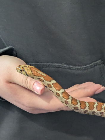 Leopard rat snake for sale