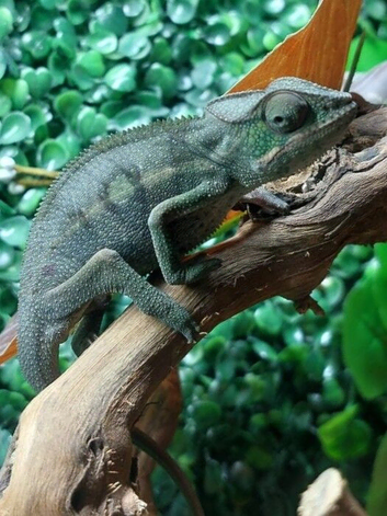 Nosy Mitsio Panther Chameleons at Birmingham Reptiles
