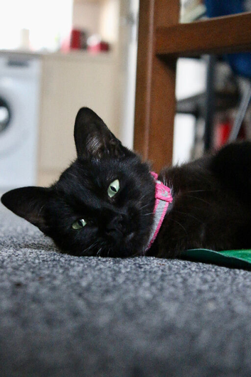 Sad rehome of my 10 month old kitten