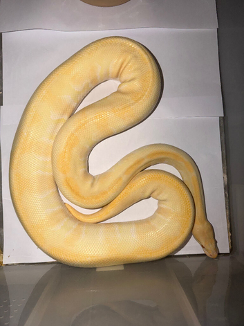 Urgent 2 royal pythons