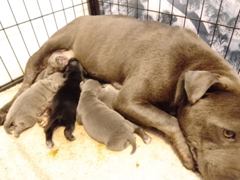 KC blue Staffordshire Bull Terrier Puppies
