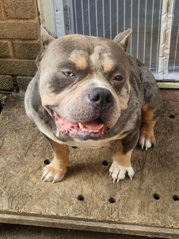 Pocket bully kilo