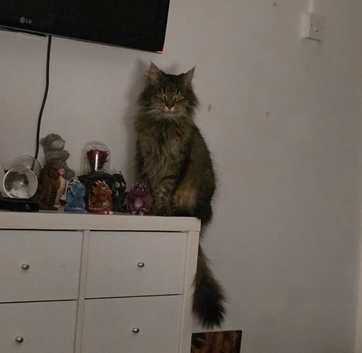 Pebbles maincoone cross tabby