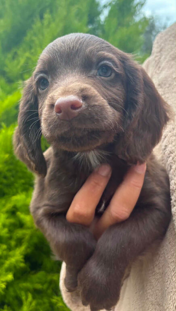 Sprocker Puppies