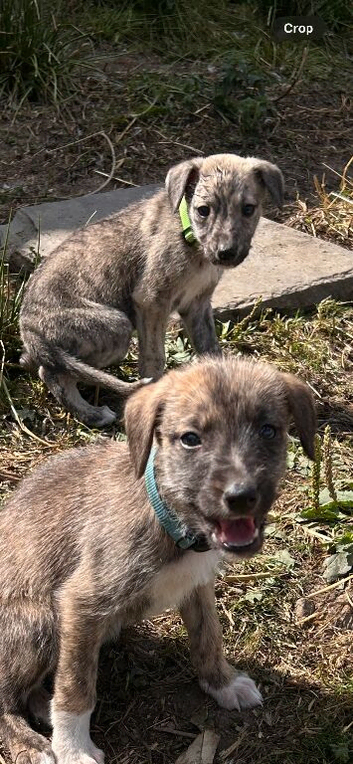 Saluki greyhound x whippet pups