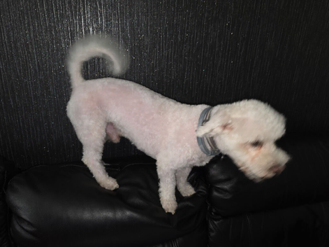 2 male puppies for sale
