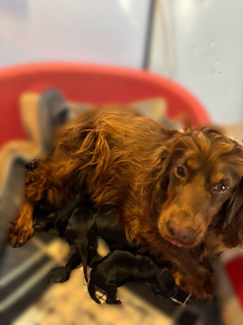 Spinger poo puppies