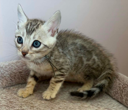 BENGAL KITTENS