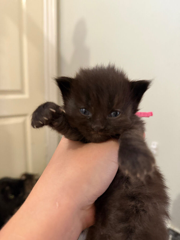 Sale of Cross Maine Coon kittens