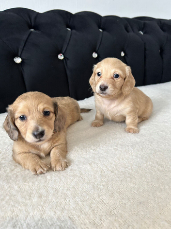 Mini dachshund long hair cream