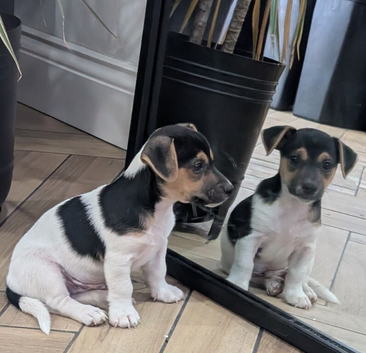 Jack Russell pups