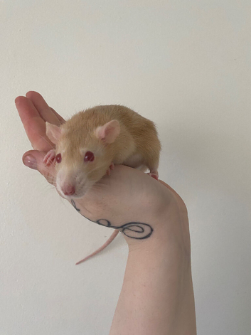 4 Gorgeous Female Rats