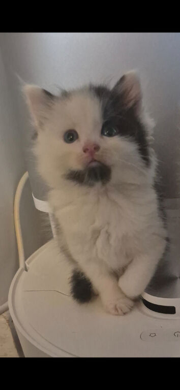 1 Beautiful Fluffy kitten. READY NOW