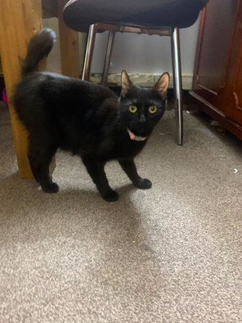 female 2 years old