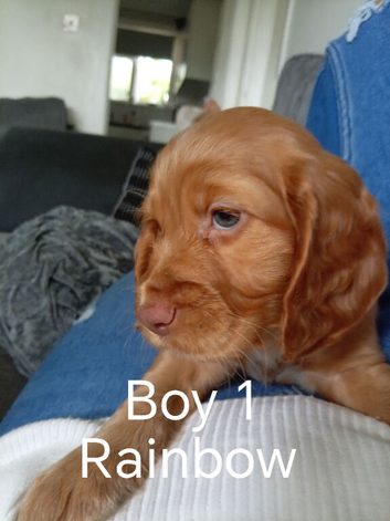 2 Golden Male Cocker Spaniel Puppies