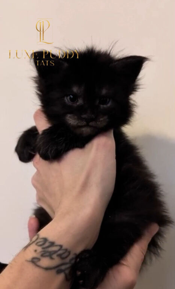 Champion line maine coon kitten